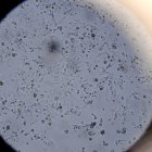 Inicio de pruebas de vacuna china contra el coronavirus.