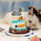 Con su gorrito de charro, Copito fue agasajado por su familia gatuna.