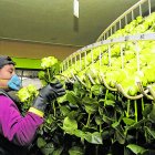 El sector florícola fue uno de los más afectados por la crisis de la pandemia de COVID-19.

En la doro Mercedes Chicaiza 

Quito 18 de Junio del 2015 . Angelo Chamba. (ag-extra ag-expreso ag-quito)