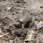 Esta tortuga mordedora también fue llevada a Parque Lago.