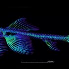 Imagen de la estructura esquelética de la Cryptotora thamicola.