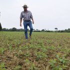 La siembra de soja se ha reducido.