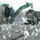 El pago de la caña se hace con retraso.