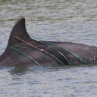 Algunas artes de pesca, el ruido y el choque con embarcaciones, así como las descargas contaminantes al estuario, afectan a los delfines del Golfo de Guayaquil.