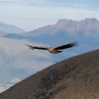Una hembra de cóndor andino (Vultur gryphus) sobrevuela la reserva privada Chakana de la fundación Jocotoco, en las faldas del volcán Antisana, a 50 km al sureste de Quito.
