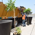 Hecho. Los árboles fueron plantados en un tramo de la avenida Barcelona.