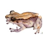Pristimantis matildae