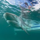 Ante la inminente necesidad de producir una vacuna contra el nuevo coronavirus, algunos científicos están recurriendo al escualeno, un aceite natural producido en el hígado de los tiburones.