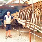 Ben Hasse junto al esqueleto de uno de los especímenes más grande que exhibe el Museo de las Ballenas, de Salinas, que creó en 2004 junto a Fernando Félix.