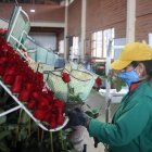 Una trabajadora de la florícola Da Vince Roses escoge las flores para su empaquetado.   


Agencia (ag-extra ag-expreso ag-quito)