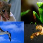 La reproducción en las especies consta de una serie de acciones que es digna de conocer.