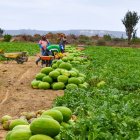 La sandía es uno de los productos más ofertados.