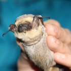 Se sabe que son "muy pequeñitos y casi todo pelo"; además que pueden medir hasta 15 centímetros.