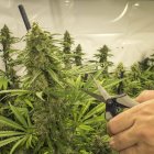 La reforma al Código Orgánico Integral Penal aprobó el cultivo de este producto el año pasado. Será normado y bajo licencia.