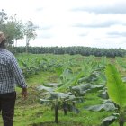 En las provincias de Los Ríos y Guayas es donde más se plantaron nuevas hectáreas de bananeras al margen de la ley.