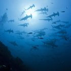 Tiburones martillo en las aguas de Revillagigedo.