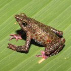 La Atelopus moropukaqumir o rana arlequín de Ayacucho es una nueva especie para la ciencia.