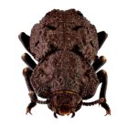 Ejemplar de escarabajo acorazado.