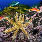 Parque Marino Nazca Desventuradas.