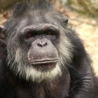 Si los humanos son más selectivos con sus amistades mientras tienen mayor edad, los chimpancés también.