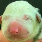 Una foto de Pistacchio, el perro que nació de color verde.