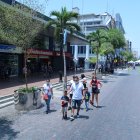 Estas plantas buscan darle sombra a los peatones durante los fines de semanas.