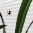 Las arañas pueden detectar sonidos de hasta 10 kilohercios de frecuencia.