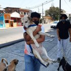 Los voluntarios asisten los fines de semana a la fundación para llenar de mimos a los rescatados.