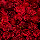 La industria mueve más de 800 millones de dólares al año y genera más de 100.000 empleos en el país.