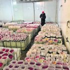 Desde mañana, las rosas pagarán un arancel del 0% para ingresar a EE. UU. Previamente era del 6,8 %.