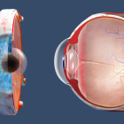 Los nuevos hallazgos, publicados en Cell Reports, sugieren que la córnea del ojo puede resistir la infección del nuevo coronavirus.