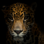 Con la protección del jaguar se proporciona globalmente el 12 % de la captura de CO2 y el 10 % de la producción de madera.