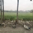 Los patos ayudan al sustento diario de las familias campesinas.