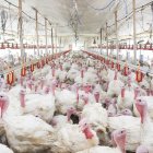 Entre el 90 y 95 % de la producción de pavos del año se consume únicamente en diciembre.