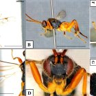 Imágenes de la avispa Godzilla que acompañan el estudio que analiza su comportamiento.
