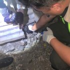 Agentes hallaron un arma de fuego escondida en la casa de uno de los sospechosos.