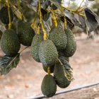 Desde Santa Elena también se quiere exportar.