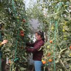 En El Trébol, Dora Carrión cultiva frutas, hortalizas y pollos. Su labor se intensificó durante la pandemia por la demanda de los vecinos. 



13 DE SEPTIEMBRE DEL 2020

. Angelo Chamba. (ag-extra ag-expreso ag-quito)