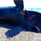Imagen de la ballena varada a la que se le encontró plásticos en su sistema digestivo.