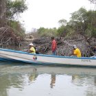 La tala de mangles afecta el espacio natural de Guayaquil.