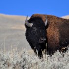 El bisonte es una de las especies afectadas.