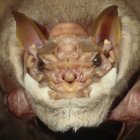 Primer plano del murciélago y su "máscara" de piel.