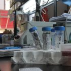 Científicos  afirman que han conseguido generar anticuerpos que reconocen células tumorales humanas.