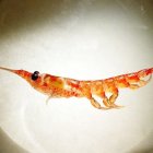 La muda de krill exporta más carbono al fondo marino de lo que los científicos pensaban
BAS
30/11/2020