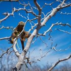 Estos reptiles contribuyen a la restauración ecologica de otras dos islas de Galápagos.