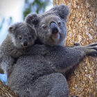 Los fuegos provocaron muertes, lesiones, traumas, inhalación de humo, estrés por calor, deshidratación.