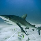 Un tiburón de arrecife en el Caribe