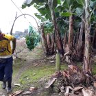 A lo largo de esta semana se llegó a pagar hasta 7,50 dólares por la caja de banano en el país.