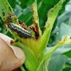 El gusano cogollero se come las hojas y la parte inferior de los tallos, afectando los rendimientos.