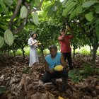Las plantaciones de cacao de Cárdenas se encuentran en Chone.



Nota: Santiago San Miguel

Foto: Valentina Encalada



FEBRERO 06 Guayaquil-Ecuador

Agencia (ag-expreso)
